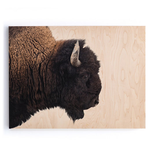 American Bison by Getty Images | Animal Art | Four Hands - Light House Co.
