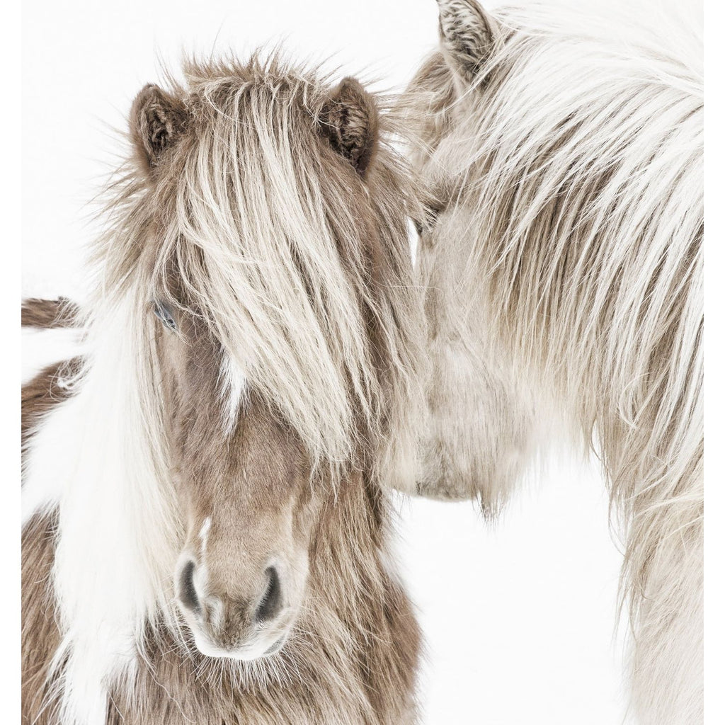 Icelandic Ponies - Light House Co.