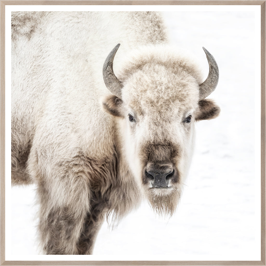Sacred White Bison Portrait - Light House Co.